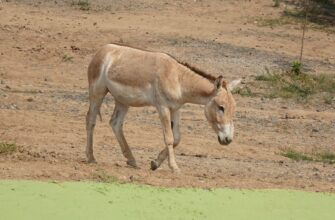 defox arabian2