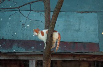 easy crypto airdrop cats4