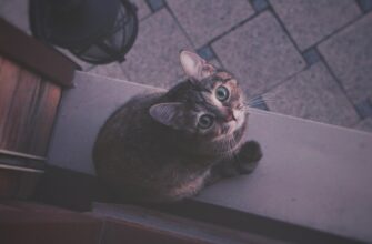fetch ai kriptovaljuta prognoz4