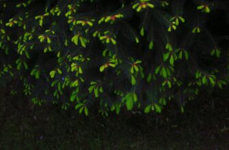 kriptovaljuta blur prognoz3