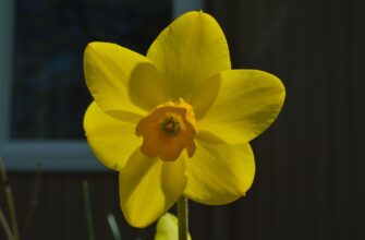 kriptovaljuta daffodil2