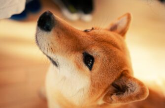 kriptovaljuta doge2