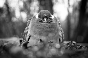 twitter crypto airdrop3