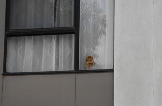 aevo kriptovaljuta novosti3