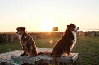 airdrop crypto dogs3