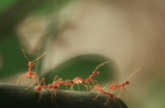 ant kriptovaljuta chto jeto4