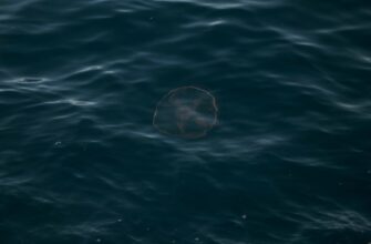 circle kriptovaljuta2