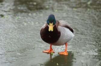 derzhat v pule likvidnosti avax na pendle nizkij risk
