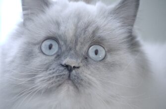 easy crypto airdrop cats code5