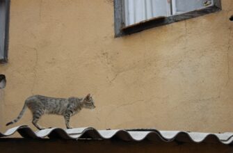 easy crypto airdrop cats video code6