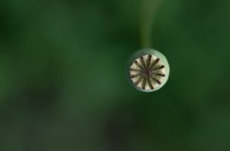 kak poluchit besplatno usdt airdrop proverennyj