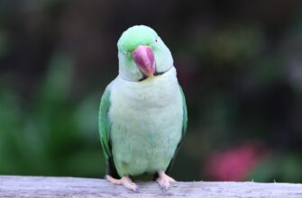 kak sobrat pepe airdrop bez komissii