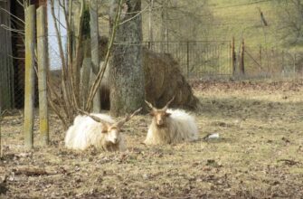 kriptovaljuta alpaca2