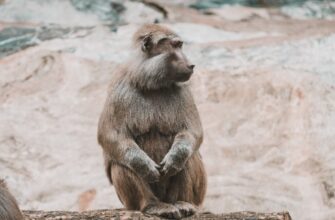 kriptovaljuta ape prognoz3