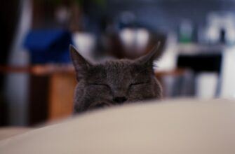 kriptovaljuta cats2