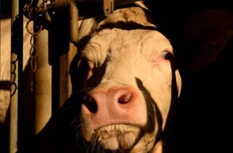 kriptovaljuta cow2