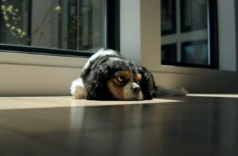 kriptovaljuta dogecoin prognoz3