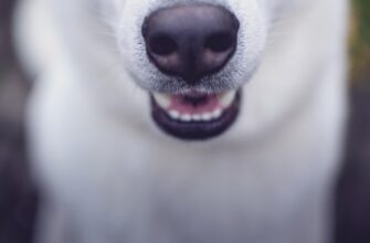 kriptovaljuta dogecoin2