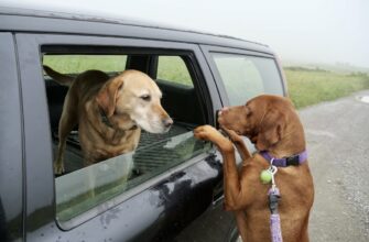 kriptovaljuta dogs2