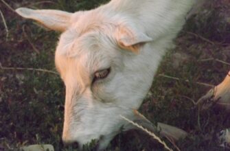 kriptovaljuta goat2