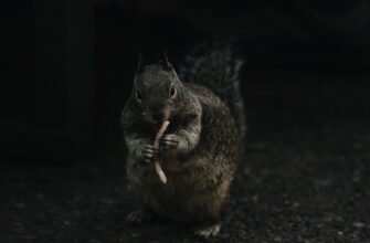kriptovaljuta hamster combat3