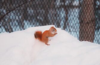 kriptovaljuta hamster2