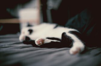 kriptovaljuta paws2
