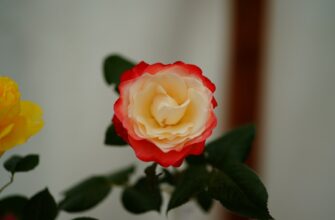 kriptovaljuta rose2