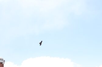 kriptovaljuta wing2