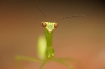 poluchit pepe airdrop na okx poshagovo