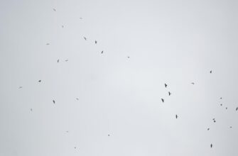poluchit usdt airdrop na starknet