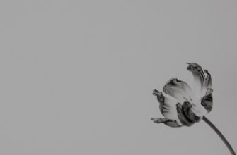 pretendovat jefirium airdrop na zksync proverennyj