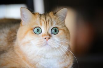 sredstva anonichno nizkaja stoimost