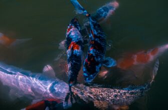 stejkat usdc na kraken staking dlja novichkov