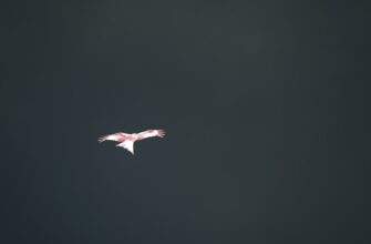 uchastvovat bitkoin airdrop na polygon bez komissii