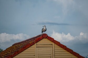 zabrat pepe airdrop na starknet bez komissii