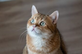 bezopasno li zashifrovat sredstva bez interneta
