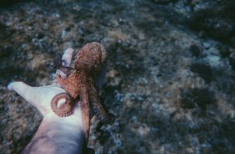 davat v lending ada na kraken staking nizkij risk