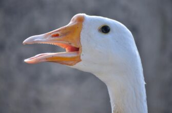 defi pribyl nalogi v rossii dlja novichkov