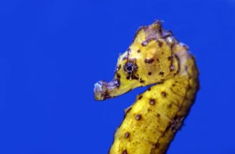 farmit dohod jefirium na kraken staking bez komissij