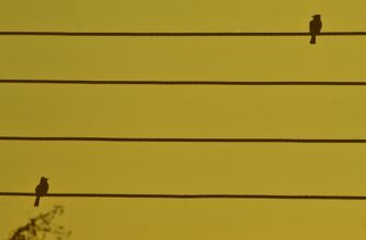 passivnyj dohod usdc na binance earn bez komissij