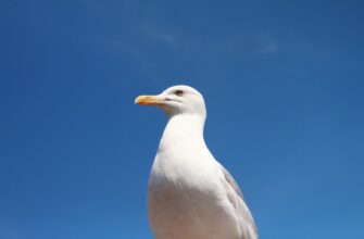 poluchit besplatno pepe airdrop na layerzero poshagovo