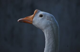 poluchit pepe airdrop na layerzero dlja novichkov