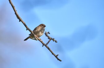 pretendovat jefirium airdrop na zksync
