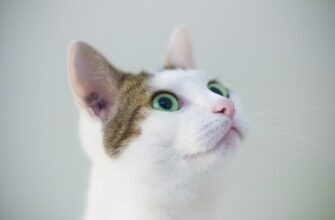 pretendovat meme coin airdrop na binance bez komissii
