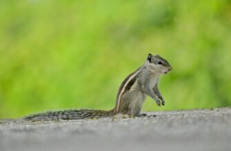 sobrat pepe airdrop na arbitrum poshagovo