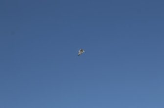 sobrat zk airdrop na arbitrum bez komissii