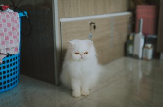 stejkat ada na aave poshagovo