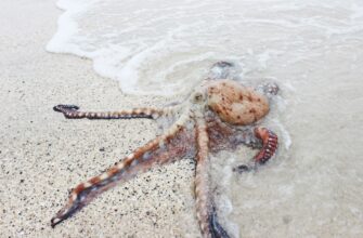 stejkat dot na kraken staking gibkij depozit