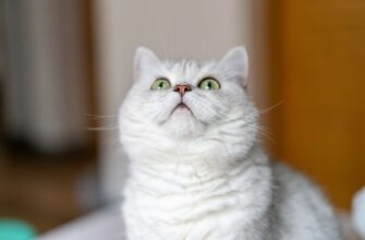 uchastvovat meme coin airdrop na zksync bez vlozhenij